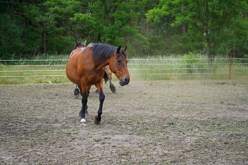 Trakehner Feldmeyer in the pasture by Babetts Bildergalerie