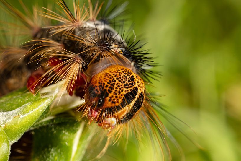 Caterpillar of the Plakker Nachtvlinder (Lymantria dispar) with large spines on green leaves. by Joost Adriaanse