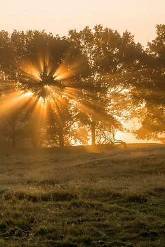 Strabrechtse Heide 275