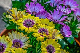 lieveheersbeestje op margrieten von Allan Kostyk