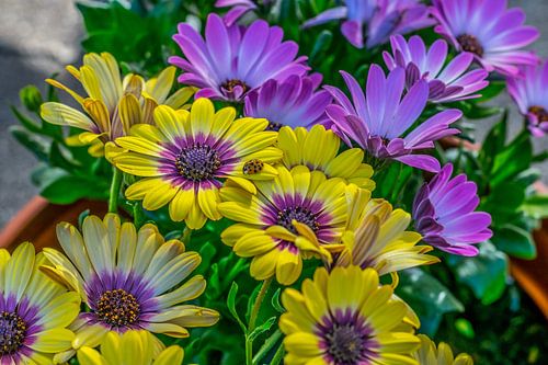 lieveheersbeestje op margrieten