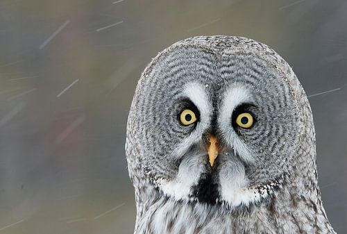 Close-up of a Great Grey Owl (Strix nebulosa) during a cold winter in a taiga forest in northern Fin