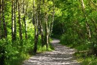Birch Forest