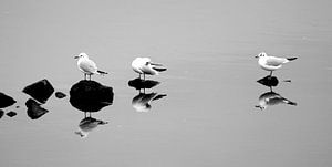 mouettes dans le miroir