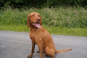 Am Waldweg mit einem braunen Magyar Vizsla Drahthaar.