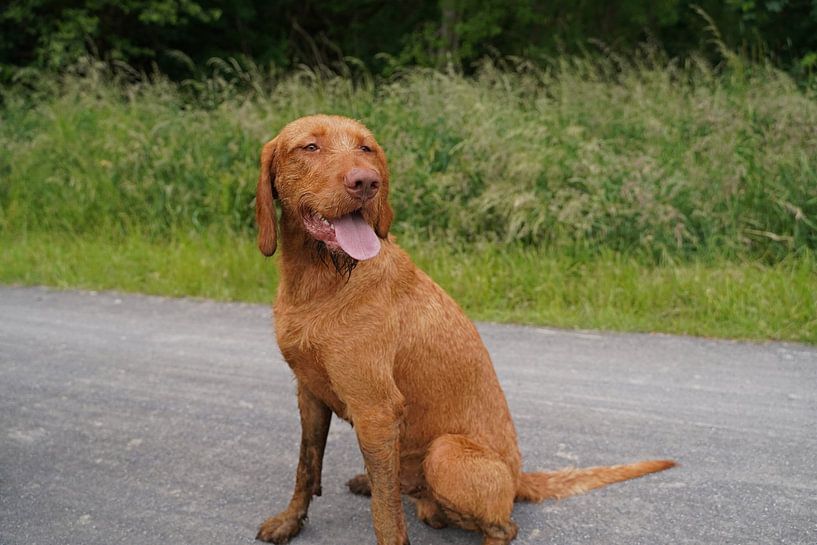 On the forest path with a brown Magyar Vizsla wirehair. by Babetts Bildergalerie