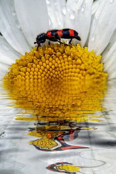 Über dem Wasser -  Gemeiner Bienenkäfer  auf Margerite von Christine Nöhmeier