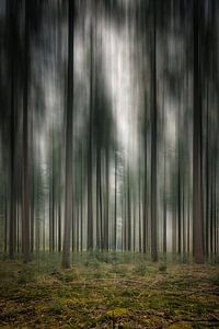 Lange Bäume von Bjorn Renskers