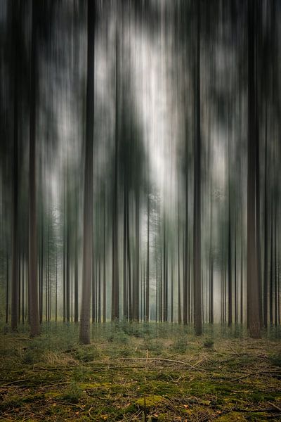 Lange Bomen van Bjorn Renskers