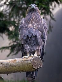 Wachsamer Steinadler von Teresa Bauer