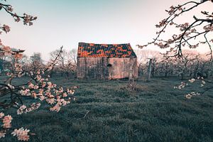 The little shed van Max ter Burg Fotografie