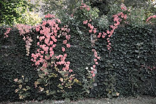 De kleuren van de herfst in verschillende pracht