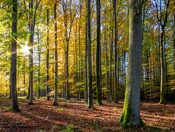 Sonnenlicht im Herbstwald von Achim Prill