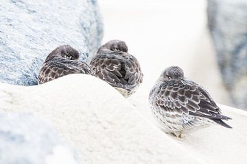 Paarse strandloper tijdens storm van Danny Slijfer Natuurfotografie