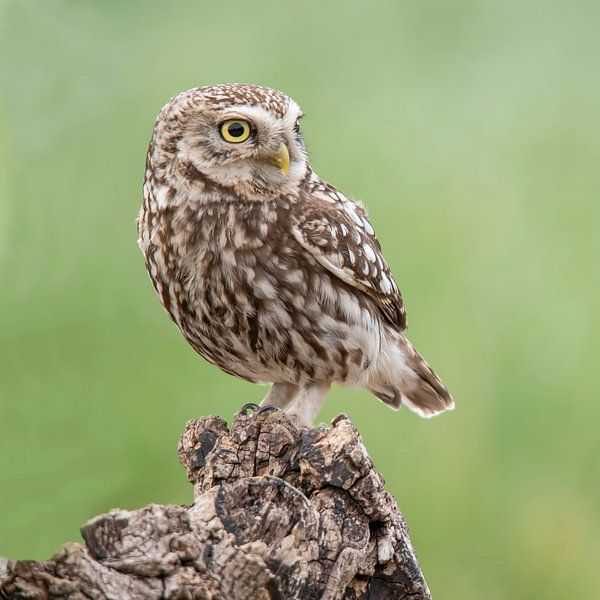 Little Owl, Athens Noctua by Gert Hilbink