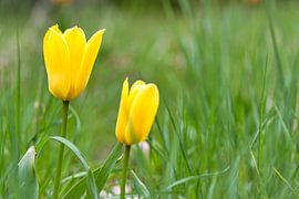 Tulpen auf einer Wiese mit schönem Bokeh. von Martin Köbsch