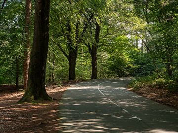 Slingerweg door het bos bij de Posbank in Nederland van Robin Jongerden