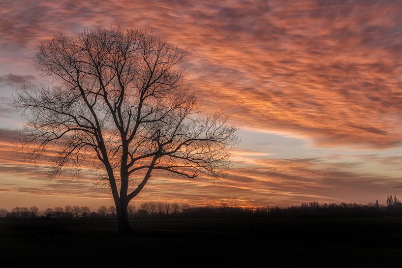 Orange by Moetwil en van Dijk - Fotografie