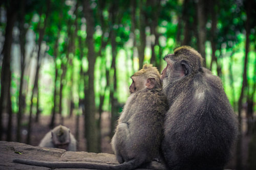 Seite an Seite – Ein stiller Moment in Ubud