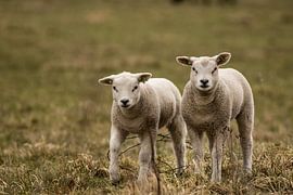 Lambs by Koos de Vries