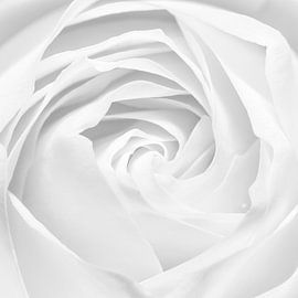 Roos by Christiaan Onrust