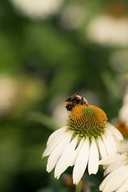À la farine sur Dave Oudshoorn