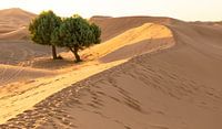 Sahara
