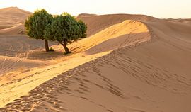 Sahara von Roy Vereijken