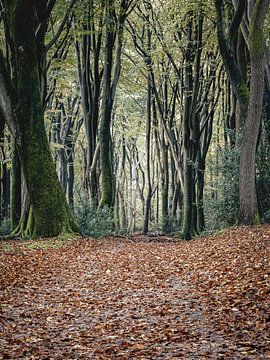 Dancing Trees van Sonny Vermeer