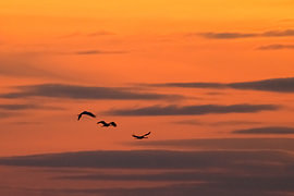 Kraanvogels die tijdens de herfsttrek tegen de achtergrond van een zonsondergang vliegen 