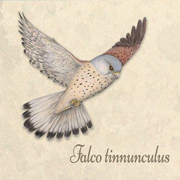 Flying Kestrel illustration by Bianca Wisseloo