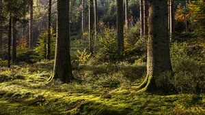 Betoverend Boslandschap in België: Een Moment van Natuurlijke Sereniteit