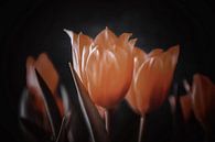 Oranje tulpen zwarte achtergrond van Consala van  der Griend thumbnail