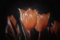 Oranje tulpen zwarte achtergrond