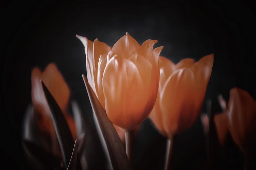 Oranje tulpen zwarte achtergrond van Consala van  der Griend
