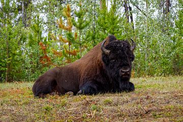 Bison am Alaska Highway von Roland Brack