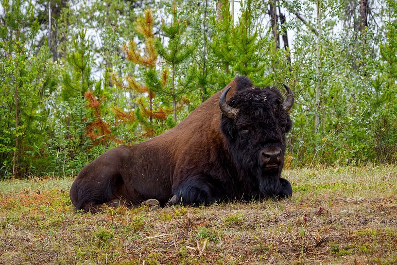 Bizons op de Alaska Highway van Roland Brack
