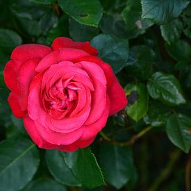 Red Rose by Dennis Morshuis