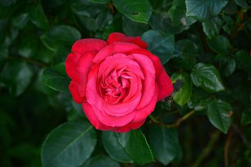 Rode roos van Dennis Morshuis