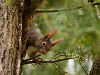 Een Europese eekhoorn in een boom in Jena, Duitsland
