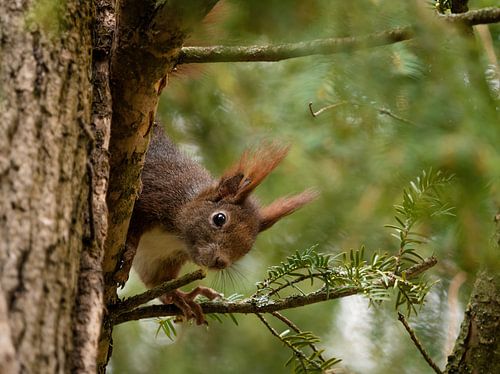 Een Europese eekhoorn in een boom in Jena, Duitsland