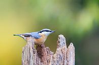 Sittelle (Sitta europaea) par Dirk Rüter Aperçu