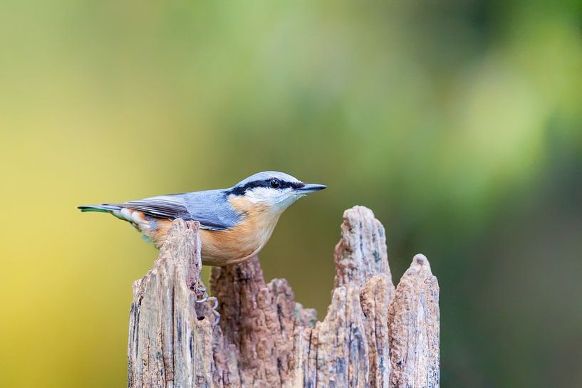 Kleiber (Sitta europaea) von Dirk Rüter