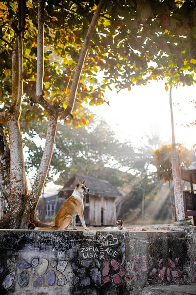 Hond tijdens zonsopgang in de Filipijnen van Yvette Baur