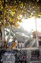 Hond tijdens zonsopgang in de Filipijnen van Yvette Baur thumbnail