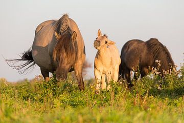Paarden | Konikpaard veulen Oostvaardersplassen
