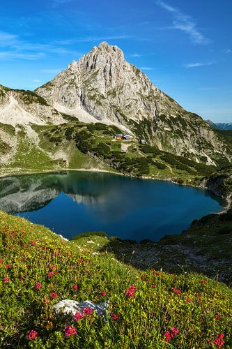 Drachensee in Ehrwald Tirol with Coburger Hütte and Sonnenspitze. Hiking. Flowers in the foreground