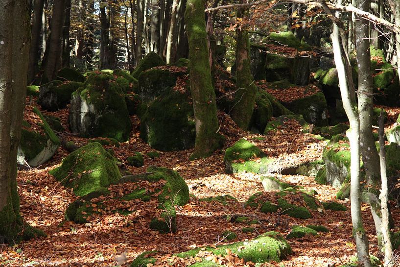 Herbstlicher Wald am Kreuzberg in der Rhön von Martin Flechsig