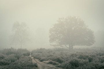 Misty Mornings VI by Rogier Kwikkers