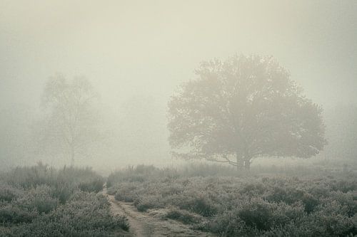 Misty Mornings VI